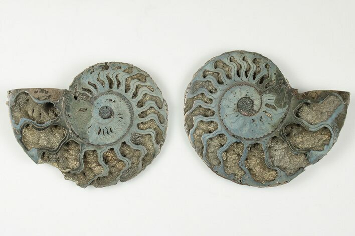3" Cut & Polished, Pyritized Ammonite Fossil - Russia
